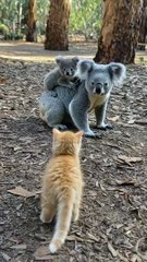 All video about birds life and hunting birds etc