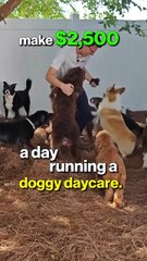 How To Make $2500 Per DAY Dog Sitting!