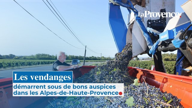 Les vendanges démarrent sous de bons auspices dans les Alpes-de-Haute-Provence