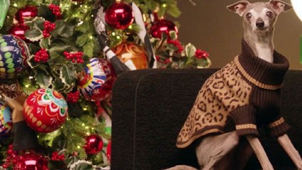 Tika the Iggy, la piccola levriera star dei social, testimonial beauty per Dolce&Gabbana