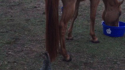 Horse munches oats and ignores kitten dangling from her tail