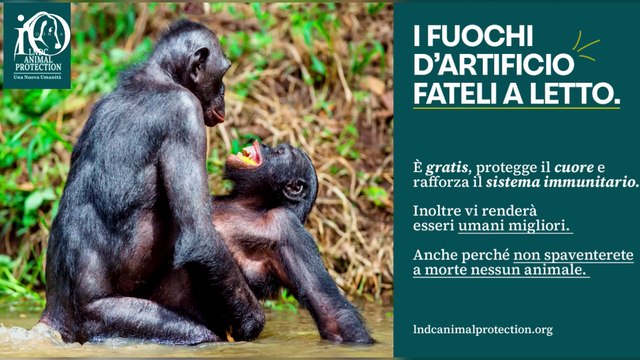 Cani a Capodanno, per tutelarli parte la campagna A Capodanno i fuochi d’artificio fateli a letto”