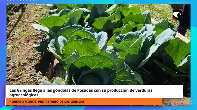Las Gringas llega a las góndolas de Posadas con su producción de verduras agroecológicas