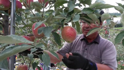 [녹색] 소비자, 기능성 기대 원예작물 '토마토·사과' 꼽아 / YTN