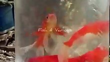 Super Red Gold Fish