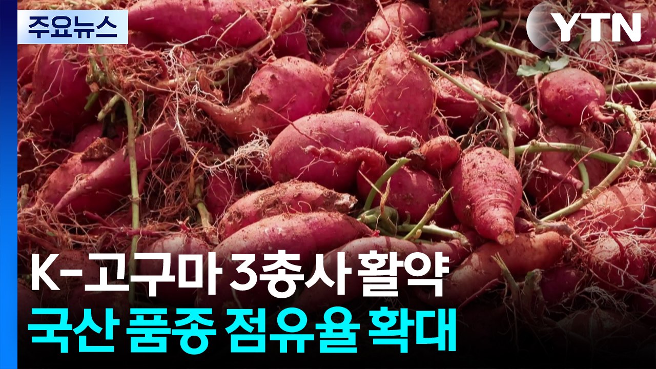 [녹색] 외래 품종 밀어낸 K-고구마...국산 고구마 3총사 '활약' / YTN