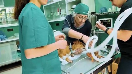 Tra cani, volpi e rapaci, nella clinica veterinaria di Monica Pais. Il trailer del doc "Altri animali"