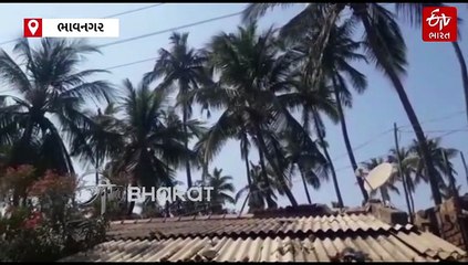 સૌરાષ્ટ્રનું કાશ્મીર મહુવામાં નારિયેળની ખેતી: સફેદ માખીનો ઉપદ્રવ અને ખેડૂતોની સમસ્યાઓ