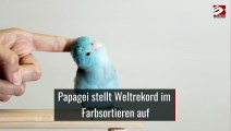 Papagei stellt Weltrekord im Farbsortieren auf