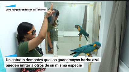 Los loros pueden imitar lo que otros de su especie aprenden, una habilidad solo vista en humanos