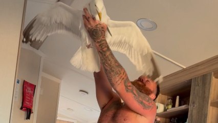 Man scares his wife with a seagull that landed in his hands