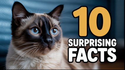 10 Surprising Facts About Siamese Cats You Didn't Know!