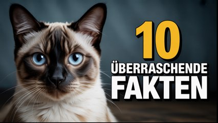 10 Fakten über Siamkatzen, die du noch nicht wusstest!