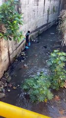 Vídeo mostra resgate de filhotes de gato em rio no Engenho Novo