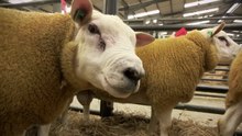This Farming Life S01E04 Scotland