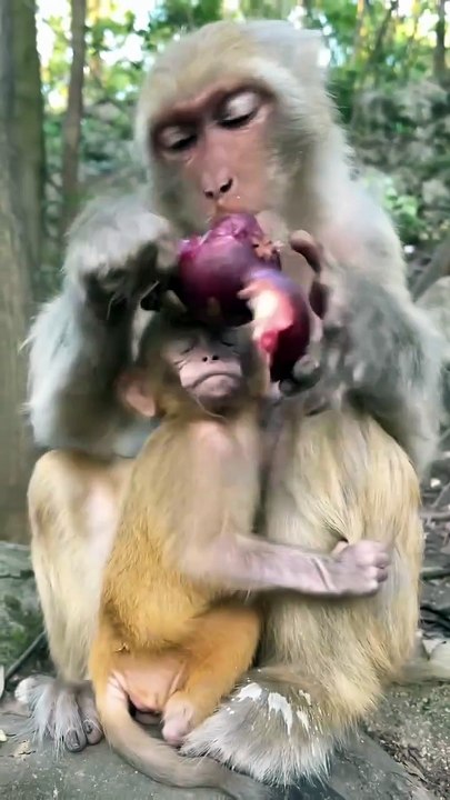 Cute baby monkey 9