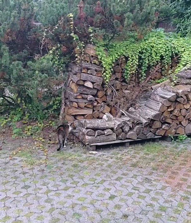 Morning Stretch + Climb = Purr-fect Fitness Motivation! 😻🌿 #funnycats #fitness #fit #cats #funnycats