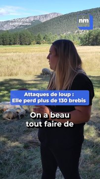 Elle perd plus de 130 brebis suite à des attaques de loups