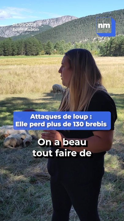 Elle perd plus de 130 brebis suite à des attaques de loups