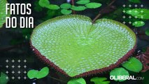 Vitória-régia tem beleza exuberante e importância ecológica, cultural e científica na Amazônia