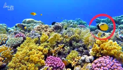 Wild Fish Are Actually Some of the Smartest Creatures in the World