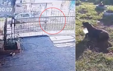 Indignación en La Plata: mujer arrastró a su perro atado al auto y lo dejó gravemente herido