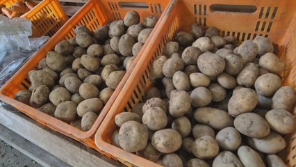 Productores advierten riesgo de pérdidas millonarias en cosechas de Tierras Altas