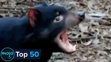 Top 50 Most Dangerous Animals in the World