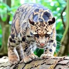 Clouded Leopard: A Hidden Treasure in the Heart of the Asian Jungle! ✨ #CloudedLeopard #HiddenTreasure #AsianJungle #Rarity #Beauty