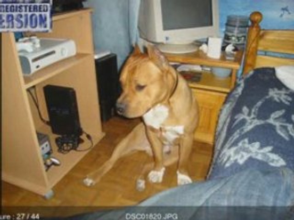 Amstaff Raiden