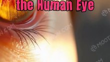 Importance of Eye