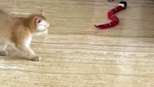 Cat scared of fake snake