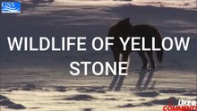 WILDLIFE OF YELLOWSTONE
