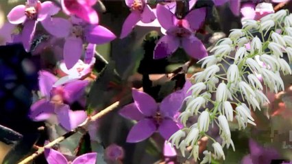 Wildflowers. Ku-ring-gai Wildflower Garden, Part 1, St Ives, Sydney, 30 Aug 2025