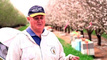 3,000 beekeepers on high alert as new parasite in South Australia could eliminate colonies