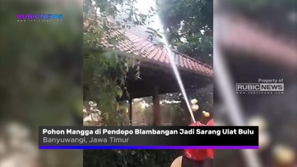 Pohon Mangga di Pendopo Sabha Swagata Blambangan Jadi Sarang Ulat Bulu, Ini Penanganan yang Dilakukan Petugas Dinas Pemadam Kebakaran dan Penyelamatan
