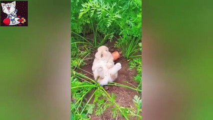 "Funny Animal Reactions 😂 | Cute Pets Making Everyone Laugh"