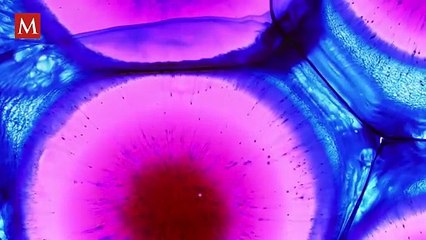 La peligrosa verdad detrás del gel y esmalte de uñas; podrían afectar tu salud