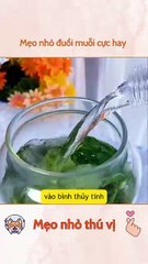 Mẹo nhỏ đuổi muỗi cực hay