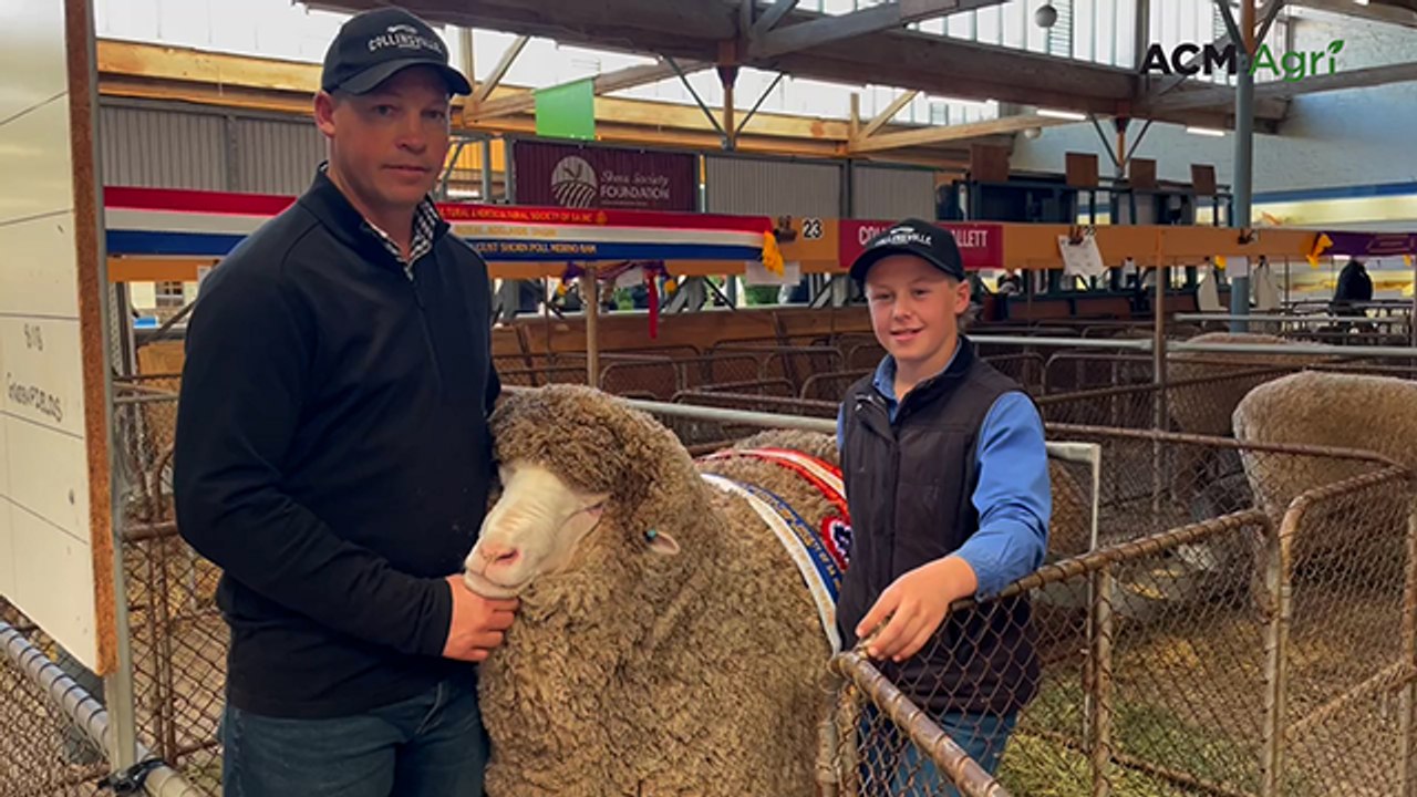 'Beast of a ram' provides icing on cake for Collinsville stud's show season