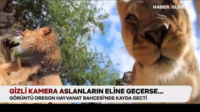 Aslanlar gizli kameraya ele geçirince bakın neler oldu...