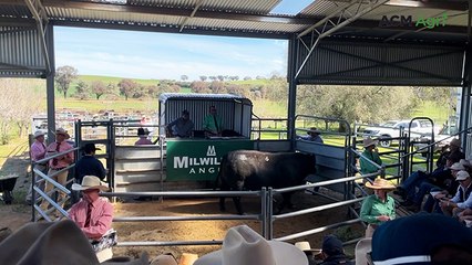 Bull sells for six-figure price tag at Milwillah Angus sale