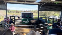 Bull sells for six-figure price tag at Milwillah Angus sale