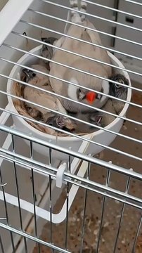 Exhibition zebra finches