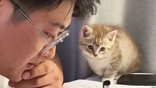 Cute Kitty Studying With Me | Cozy Cat Shorts