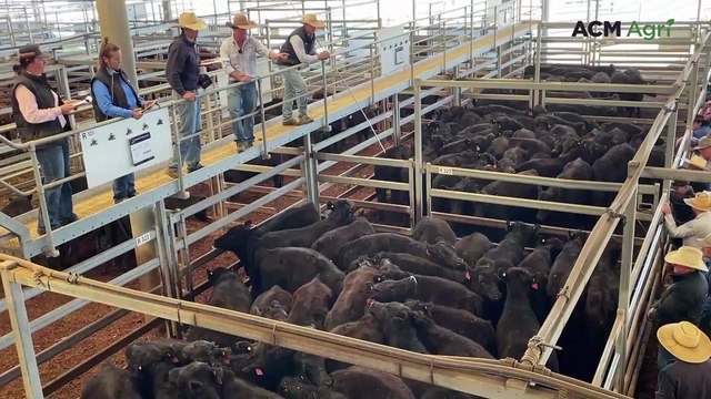Singleton steers go under the hammer at Tamworth store sale