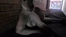 Kangaroo diaries only In Australia 🇦🇺