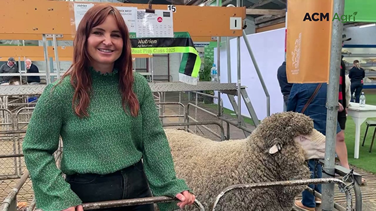 Top seller at Adelaide Merino Ram Sale
