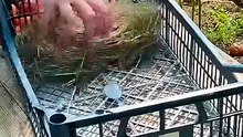 Farmers keep tomatoes_fresh for 2 months method