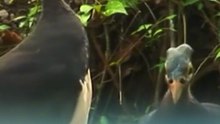 5 Fakta Menarik Burung Maleo, Endemik Sulawesi yang Terancam Punah